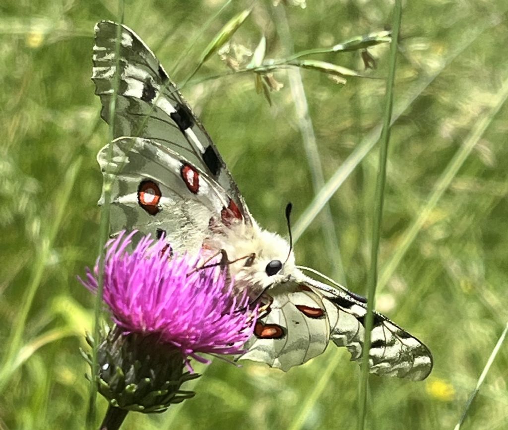 Parnassius apollo - Papilionidae